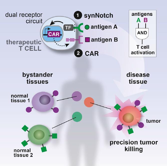 Precision Tumor Recognition by T Cells