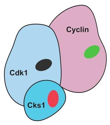 Proteiinkinaas Cdk reguleerib raku pooldumistc valkude multi-fosforüülimise