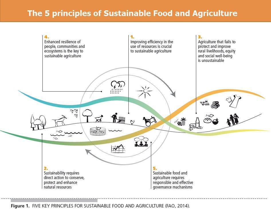SUSTAINABLE AGRICULTURE AND FOOD SYSTEM PRINCIPLES The FAO Committee on Agriculture recognized in