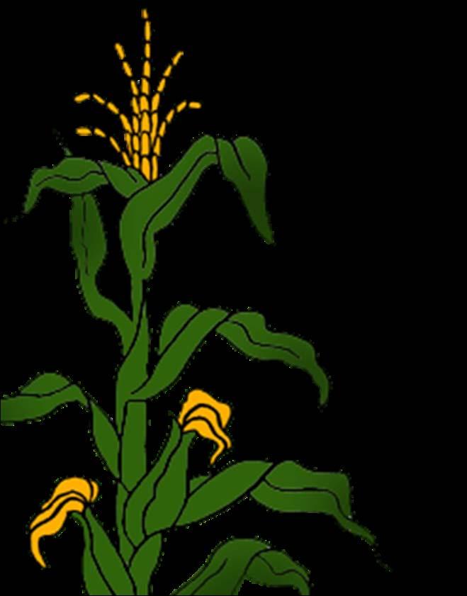 Unlocking the full potential of the corn