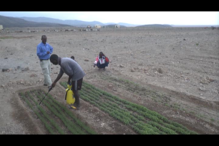 cultivation techniques of forage, vegetables and fruits: targeted agro-pastoralists are able now to cultivate two types of forage highly adapted to drought and weak water quality of Djibouti as well