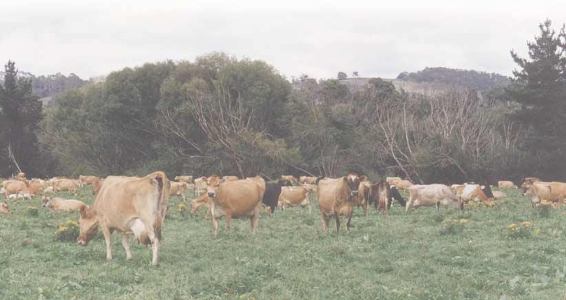 2000/2001 Australian Dairy Herd Improvement Report Foreword This important statistical publication is brought to you by the National Herd Improvement Association of Australia Incorporated (NHIA) in