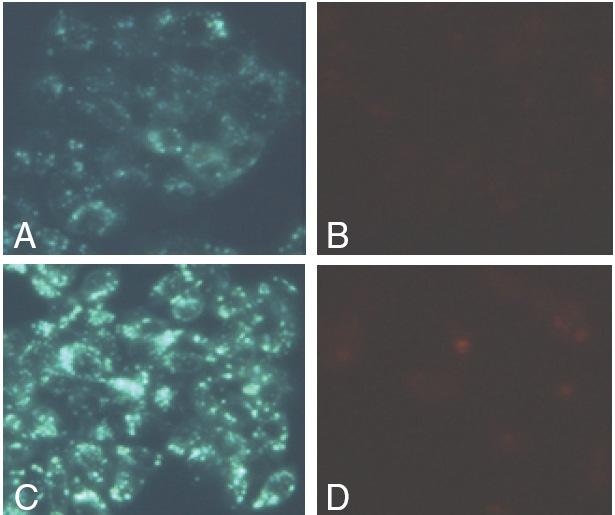 Data Analysis Performance Cell Staining Figure 1. Tamoxifen increases autophagy but not cell death in HepG2 cells as measured by fluorescence microscopy.