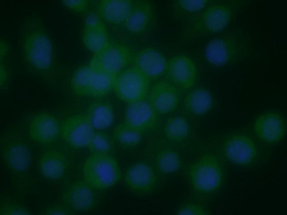 1 ( HM2064) in RAW cells.