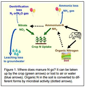 Nitrogen is present in different forms. Nitrates (NO3) dissolve readily in water and leach easily through the soil. Ammonia (NH3) volatilizes into the atmosphere.
