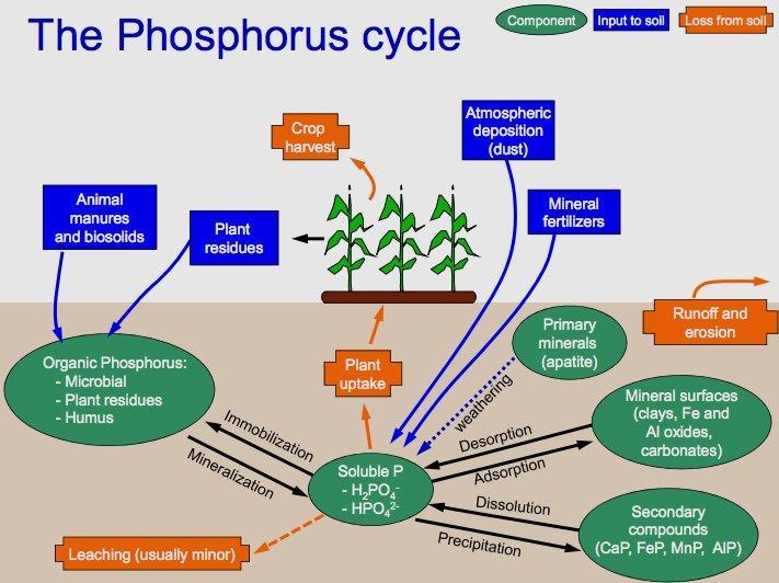 Phosphorus is rapidly absorbed in the soil and is not subject to significant leaching. It does, however, readily move with sediment and surface runoff into water bodies.