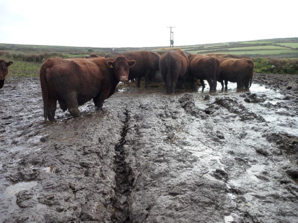 Why Manage Manure? Saves space (piles take up a lot of room) IT IS ALSO THE LAW!