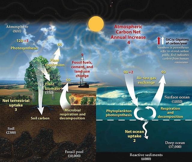 cv Model 1 The Carbon Cycle 4. What happens when these organisms die? Decomposers that eat them use up even more oxygen from the water 5. Why is there less oxygen when water plants die?