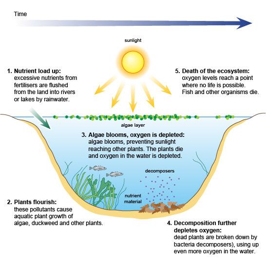 Model 4- Limiting Nutrients Nitrogen and Phosphorous 4. How much carbon is stored here (answer to #3)? 37,000 GT 5. Where in the cycle do you think carbon exists as carbon dioxide (in the soil?