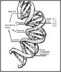 Foundations of Human Development Part 1: Mechanisms of Genetic Disorders