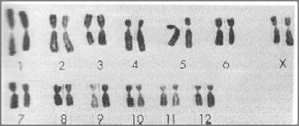 Pairs 1 to 22 are called autosomes Pair 23 = sex chromosomes (X and Y) Females (XX); males (XY) Return  Chromosomes are arranged in pairs 3. Pairs 1 to 22 are called autosomes 4.