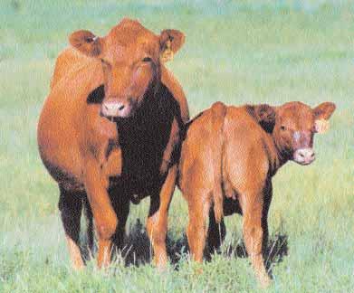 Understanding ACCURACY Red Angus EPDs are often presented with a corresponding accuracy value, which measures the strength of the relationship between the genetic prediction (EPD) and true genetic