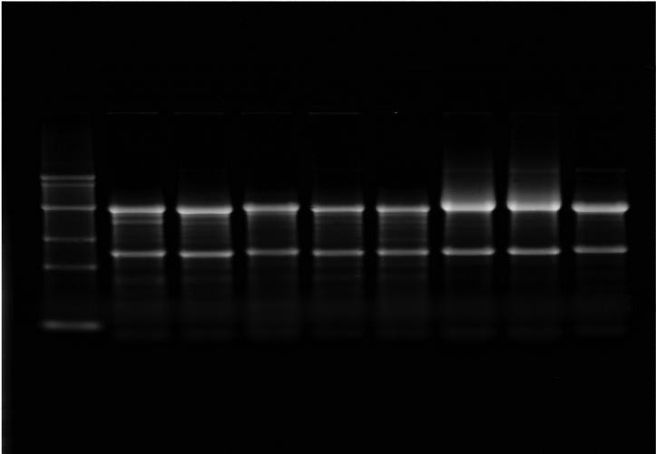 RNA Ladder Liver Kidney Spleen Brain Pancreas HELA 293HEK NIH3T3 4.40 kb 2.37 kb 1.35 kb 28S 18S Figure 2. Formaldehyde agarose gel of total RNA isolated using Agilent Total RNA Isolation Mini Kit.