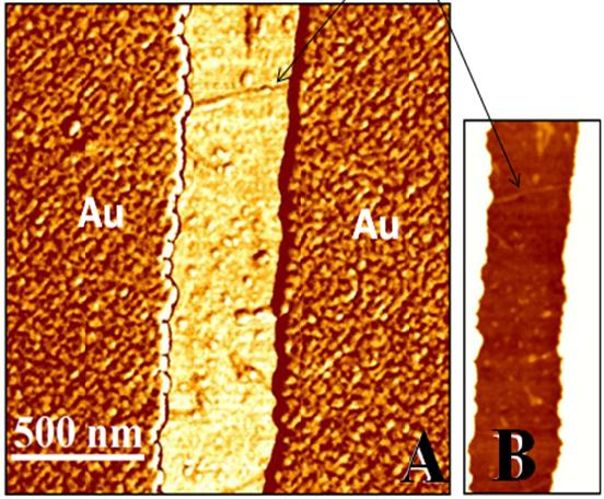 Supplementary Figure S11. AFM and Histogram of On/Off Ratios of individual SWNT Devices (A) AFM phase image of a short channel SWNT device, and (B) its corresponding topography image.