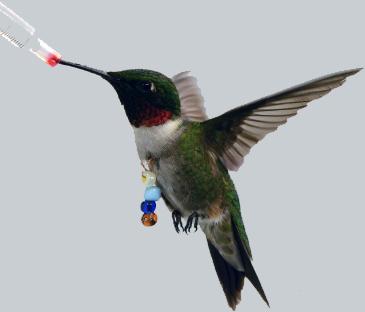 An Extreme Metabolism: Iso-Seq analysis of the Ruby-Throated Hummingbird Rachael Workman 1, Kenneth Welch 2, G.