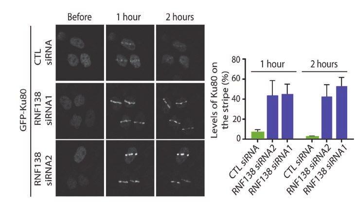 Recruitment of GFP-Ku80 to sites of laser induced DNA damage after micro irradiation in U2OS cells was monitored using time lapse microscopy. Representative images are shown.