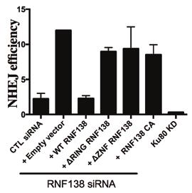 d; n=44 cells, data pooled across two independent experiments. (B) RNF138 does not target Ku80 for degradation.