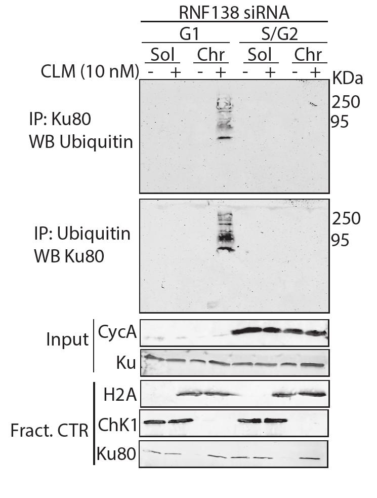Supplementary Figure 3 RNF138 mediates Ku80 ubiquitylation in response to DNA damage in S/G2 phase of the cell cycle.