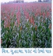 16 17 18 GHB-538 (State release for Pre-rabi summer GHB- 757 (National release for kharif GHB-719 (National level in zone A-1 and State release for kharif rainfed condition) It is early maturity and
