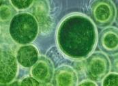 Hydrothermal Liquefaction Microalgae contain moisture De-water, dry, extract oils put in energy, time Process it wet