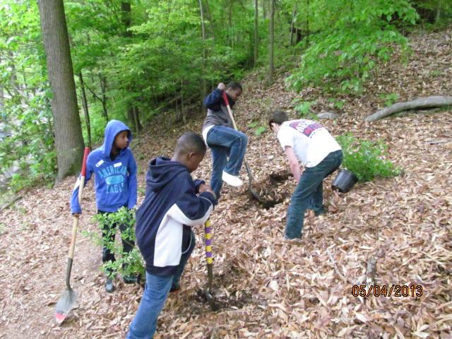 2. Public Involvement & Participation Fifth & sixth graders from Lucille Brown MS plant shrubs in Forest Hill Park during Team Wood Thrush Day.