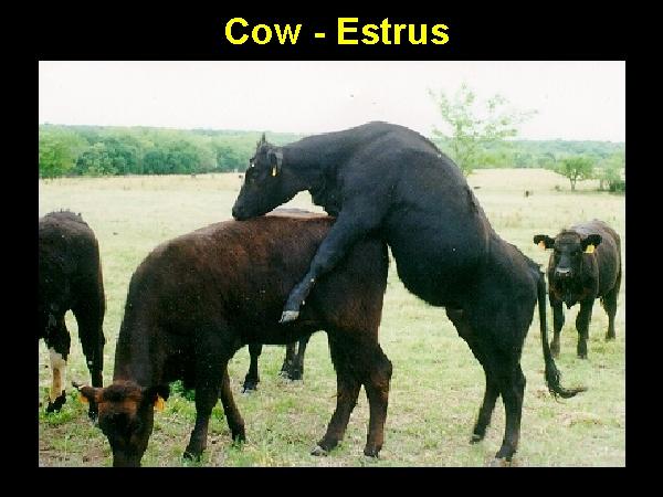 Observation-Estrus: the Basics Primary Signs Mounting