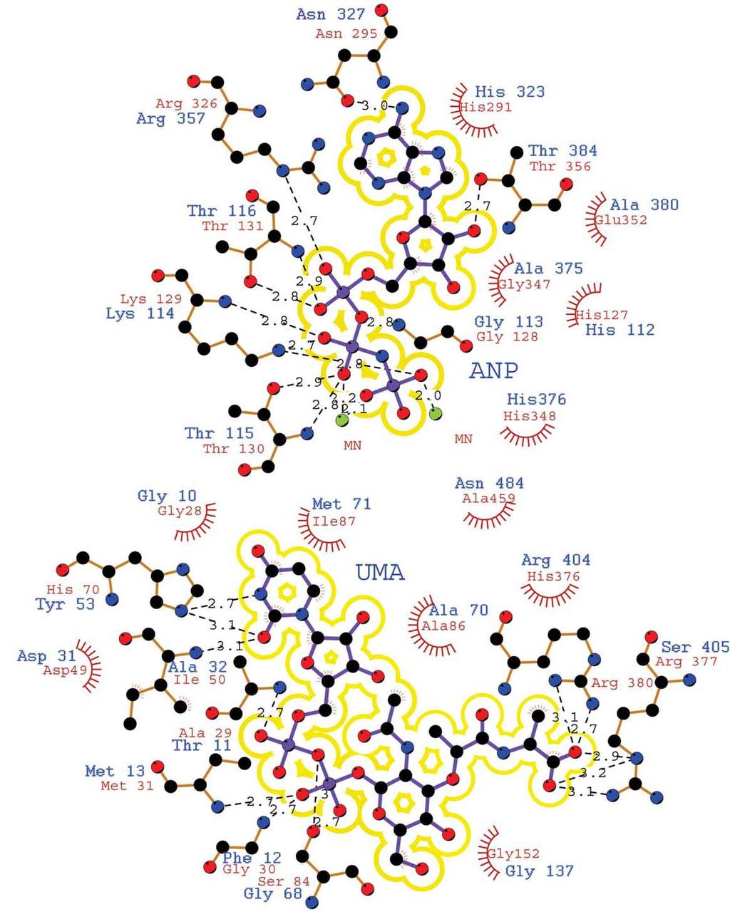 Part 6. PaMpl residues involved in substrates interactions (ND and MD). Interactions between HiMurC and ligands UMA and ANP.