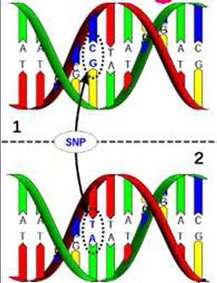 nucleotide Variation caused by differences