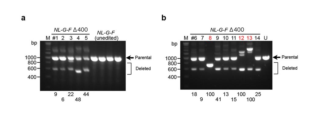 Supplementary Fig 6. PCR-based genotyping results of NL-G-F Δ400 mice. Genotyping was performed using 6-month-old male (a) and female (b) NL-G-F Δ400 mouse brains.