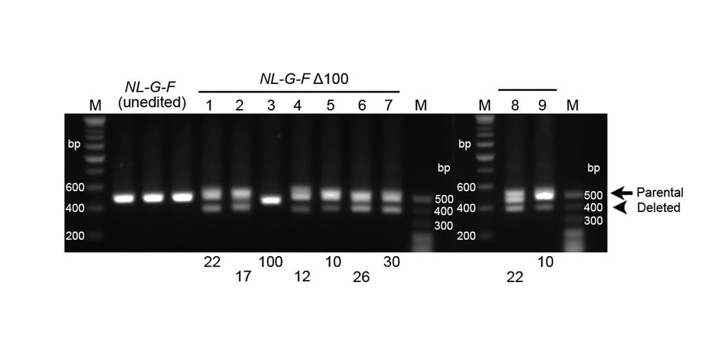 Supplementary Fig 8. PCR-based genotyping results of NL-G-F Δ100 mice. Genotyping was performed using 6-month-old NL-G-F Δ100 mouse brains.