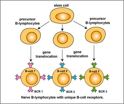 Each individual lymphocyte is born with a set of unique receptors, due to random shuffling of variable