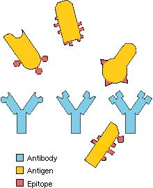 Activated lymphocytes secrete antibodies, which bind to