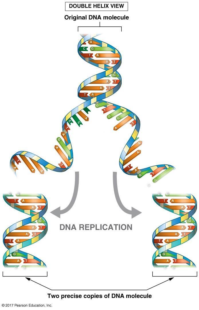 During DNA replication, a cell duplicates its chromosomes: Semi-conservative replication 3. In the end, two new DNA molecules are produced. a. Semi-conservative each contains one newly created strand and one strand from the original molecule.