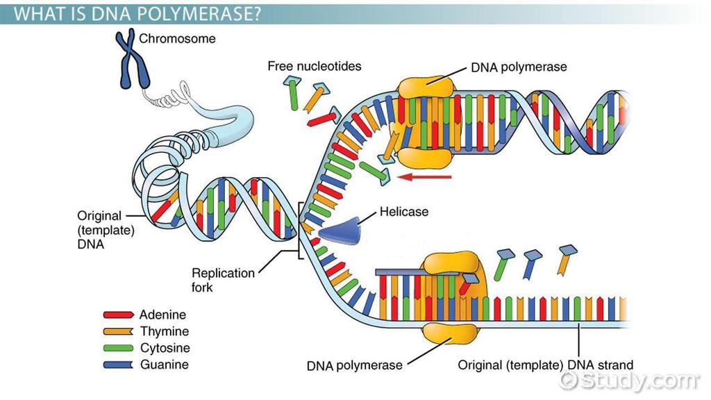 During DNA replication, a cell duplicates its chromosomes: The process of DNA replication C. The process of DNA replication 1. The double helix is peeled apart. a. This exposes the bases. 2.