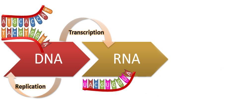 Genetic information flows from DNA to RNA to protein: Flow of genetic information through the cell B.