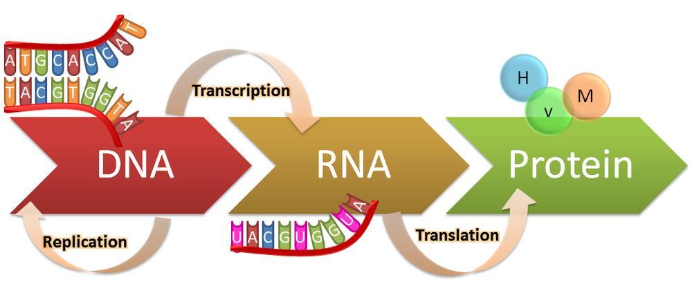 Genetic information flows from DNA to RNA to protein: Flow of genetic information through the cell B. Flow of genetic information through the cell 1.