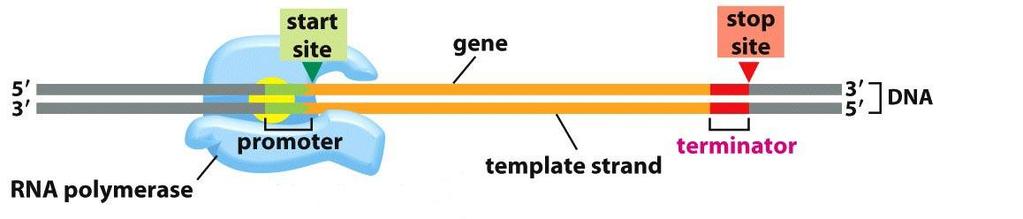 Transcription creates RNA from DNA: RNA polymerase binds a promoter B. RNA polymerase binds a promoter. 1. RNA polymerase binds to the promoter (DNA sequence).