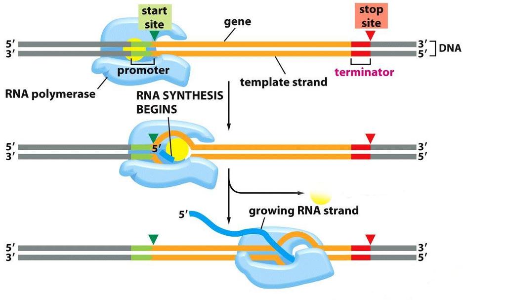 Transcription creates RNA from DNA: RNA polymerase synthesizes a molecule of RNA C. RNA polymerase synthesizes a molecule of RNA. 1.