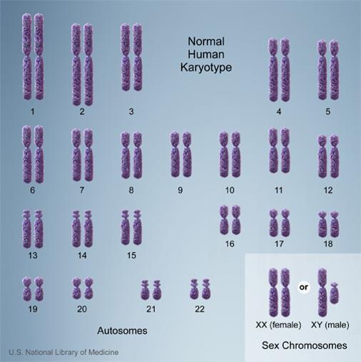 Humans have (2x23) 46 chromosomes 2.