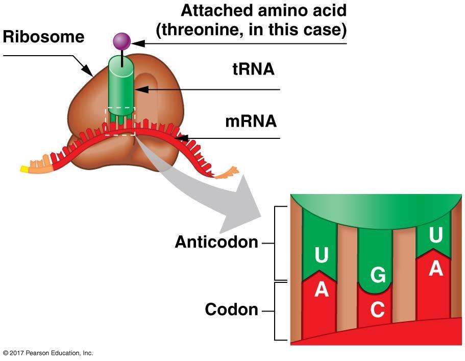 Translation involves the coordination of three kinds of RNA: Transfer RNA C. Transfer RNA 1. trnas (transfer RNAs) have an anticodon at one end.