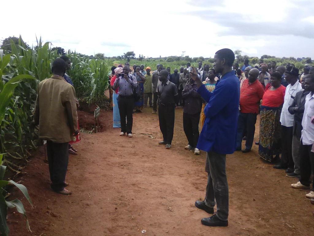 Cross of farmers and Extension on a field showcasing conservation agriculture and Organic manure application Dry Spells in Malawi After 4 weeks of a serious dry spell in January, crops like maize