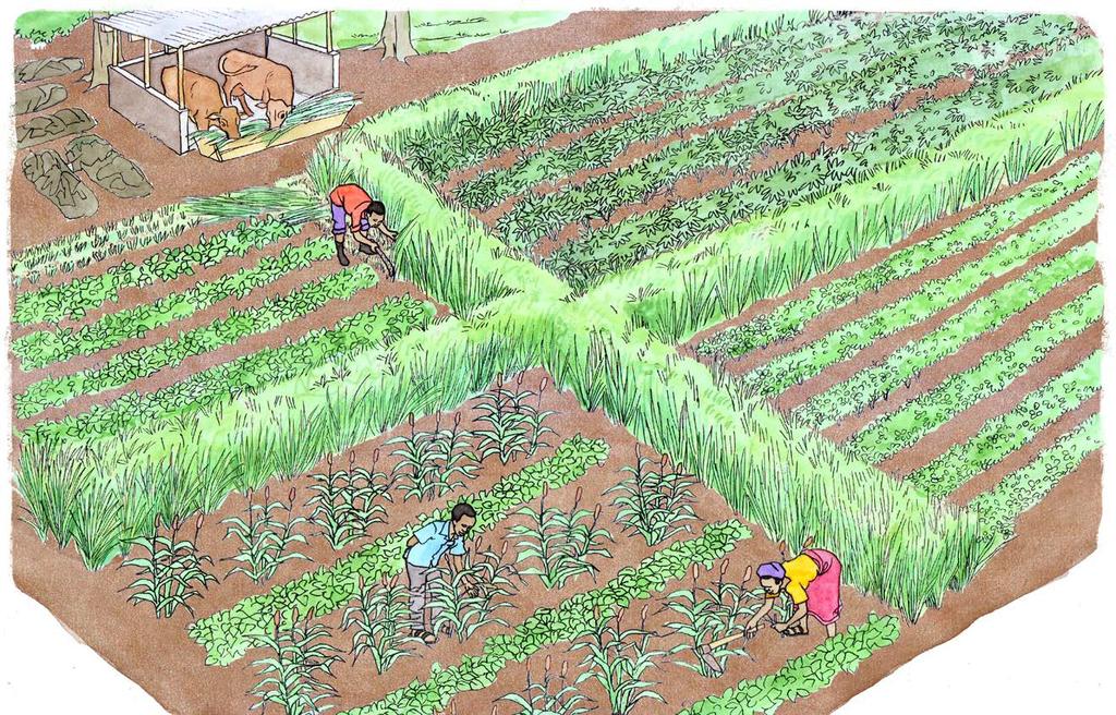How to ensure good soil fertility and plant nutrition Adding organic materials Cassava Applying compost or animal manure Cowpea Groundnuts Introducing legumes Growing millet in rotation