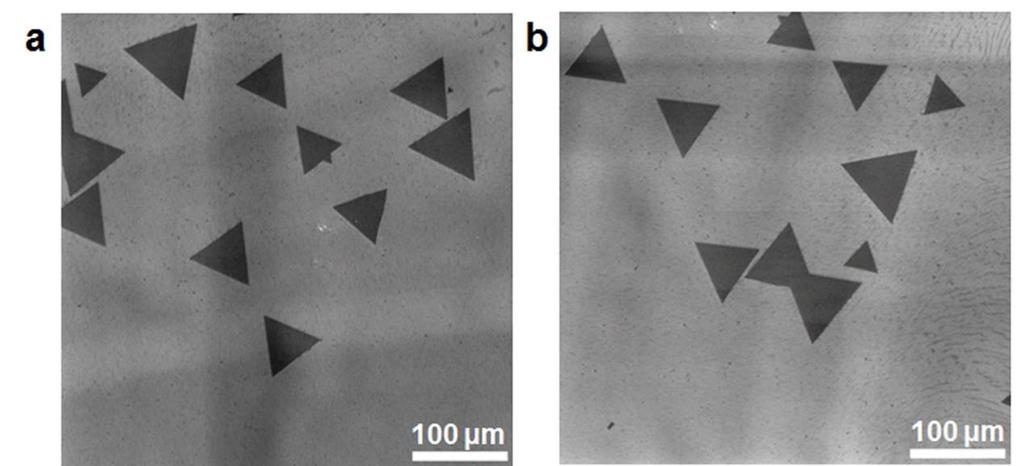 Supplementary Figure 19. SEM images of monolayer single-crystal WS 2 domains grown on the same Au foil after repeated uses by ambient-pressure CVD.