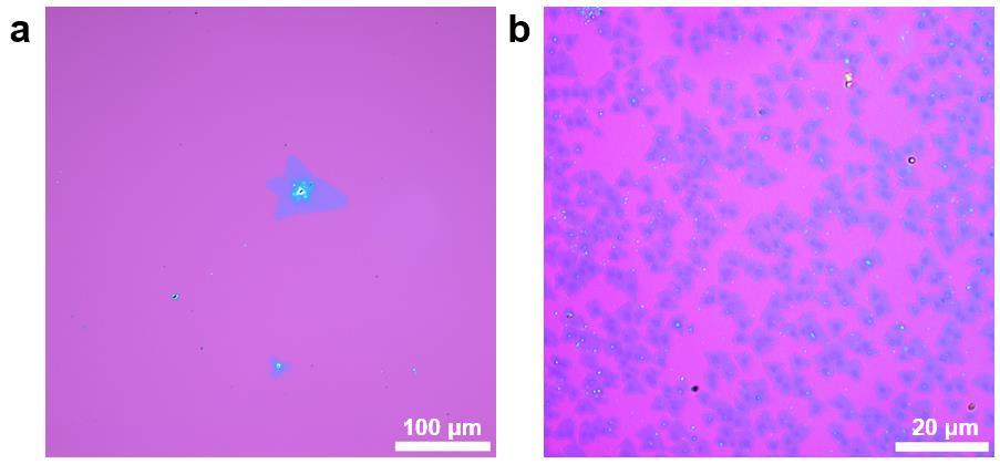 Supplementary Figure 10. Optical images of the WS 2 domains (a) grown on SiO 2 /Si substrate and (b) grown on Au foil and then transferred onto SiO 2 /Si substrate.