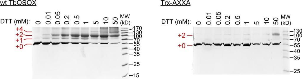 Supplementary Figure 11 Testing the regulatory disulfide hypothesis by counting reduced TbQSOX cysteines at various substrate concentrations.