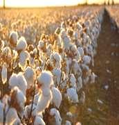 and ARC payments Unginned upland cotton (lint & seed)