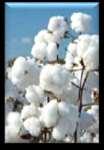 under the 2008 farm bill Seed Cotton payment yield