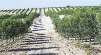 4 Planting Two factors should be taken into account with tree spacing: convenient access for harvest and optimal