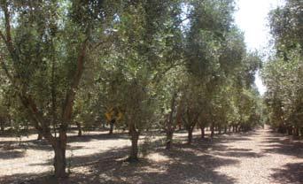 In the past, non-irrigated groves were planted at a wide spacing of 10 m x 10 m (100 trees per hectare).