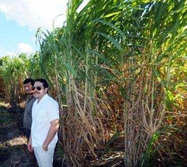 Giant King Grass Plantation at AGRICORP Rice Plantation Located on 10,000 acre AGRICORP farm at Miramontes 6,000 acres planted in rice 2,100 acres of Giant King Grass to fuel initial 12 MW power